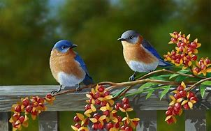 birds of a feather flock together